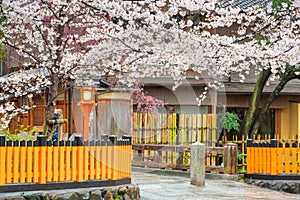 Gion Shirakawa, Kyoto, Japan in Spring