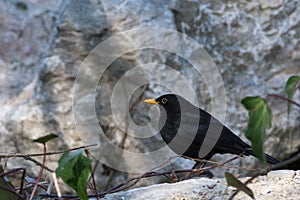 Small black blackbird laid on a rock, horizontal image photo