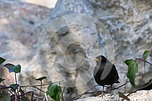 Small black blackbird laid on a rock, horizontal image. photo