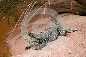 Gippsland Water Dragon photo