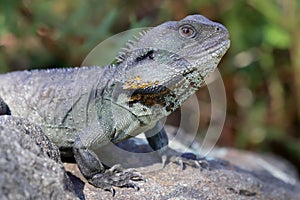 Gippsland Water Dragon photo