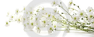 Gipsophila flowers on a white background