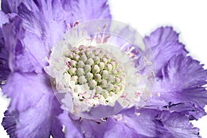 Gipsy-rose Scabious. Lilac scabious flower on white background. Macro.