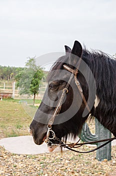 Gipsy vanner horse
