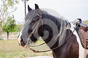 Gipsy vanner horse