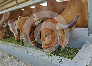 Gir breed of cows feeding in a dairy farm in India