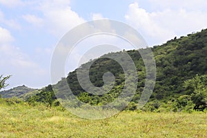 Gir Forest in monsoon time at Gir National Park and Sanctuary