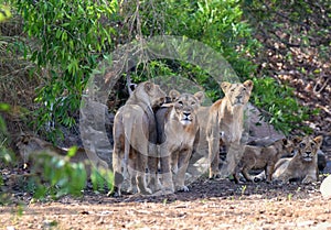 Gir lions