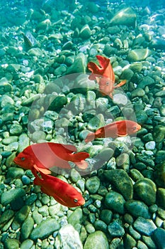 Girabaldi fish off the coast of Santa Catalina Island, California