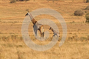 Giraf with calf in Africa