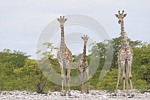 Giraf, Giraffe, Giraffa camelopardalis