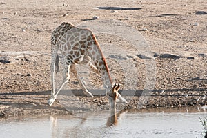 Giraf, Giraffe, Giraffa camelopardalis