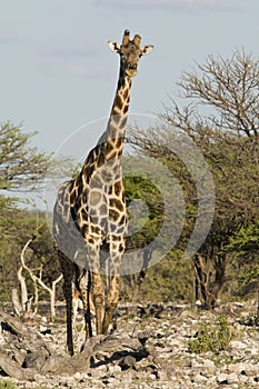 Giraf, Giraffe, Giraffa camelopardalis