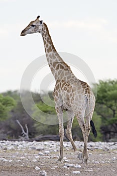 Giraf, Giraffe, Giraffa camelopardalis