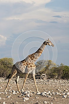 Giraf, Giraffe, Giraffa camelopardalis