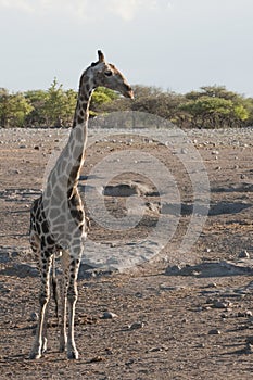 Giraf, Giraffe, Giraffa camelopardalis