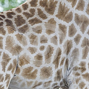 Giraf, Giraffe, Giraffa camelopardalis