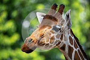 Giraf portrait