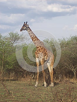 Giraf, Tanzanian safari park