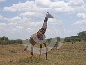 Giraf, Tanzanian safari park