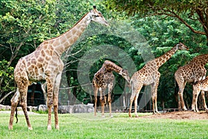 Giraf in the Zoo