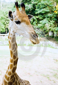 Giraf in the Zoo