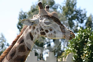 Girafa photo