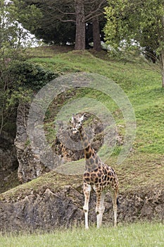 Giraffe, high animal photo
