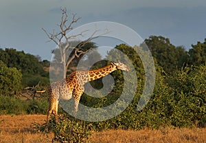 Girafe