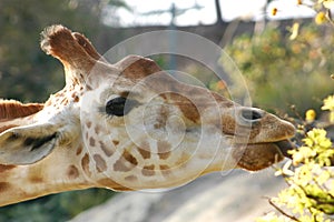 Girafe