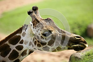 Girafe from Africa, detail of head