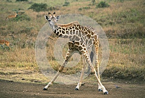 GIRAFE DE ROTHSCHILD giraffa camelopardalis rothschildi