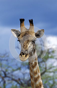 GIRAFE DE ROTHSCHILD giraffa camelopardalis rothschildi