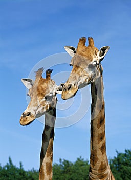 GIRAFE DE ROTHSCHILD giraffa camelopardalis rothschildi