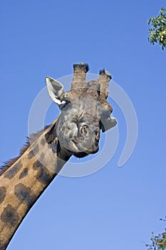 GIRAFE DE ROTHSCHILD giraffa camelopardalis rothschildi