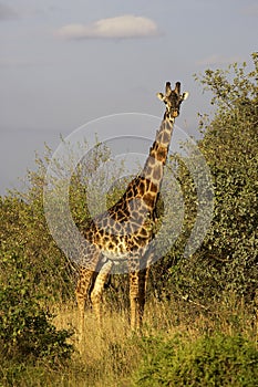 GIRAFE DE ROTHSCHILD giraffa camelopardalis rothschildi