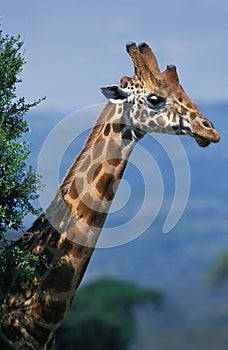 GIRAFE DE ROTHSCHILD giraffa camelopardalis rothschildi