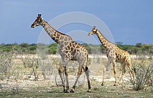 GIRAFE DE ROTHSCHILD giraffa camelopardalis rothschildi