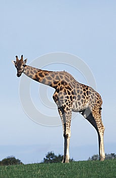 GIRAFE DE ROTHSCHILD giraffa camelopardalis rothschildi