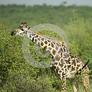 Girafe eating in the serengeti reserve