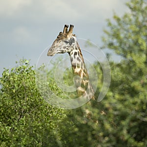 Girafe eating in the serengeti reserve