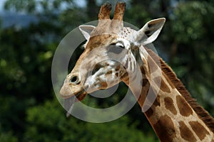 Girafe face