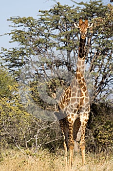 Girafe - Giraffa camelopardalis