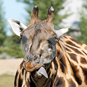 Girafe grimace