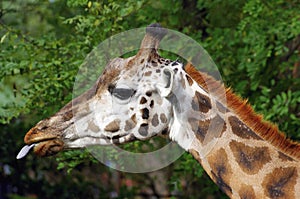 Girafe head