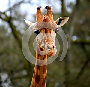 Girafe photo