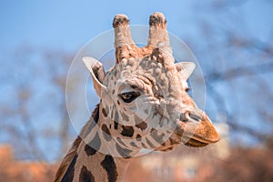 Girafe head standing in the bushes, Zambia, Southern Africa