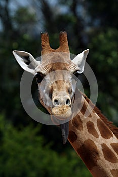 Girafe head with tongue