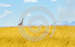 Girafe in Kenya