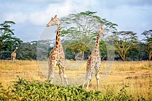 Girafe in Kenya